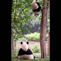 Photo taken at Panda Behavior Study Centre by Morgane on 1/25/2013