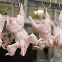 Review Missouri - Poultry Shop