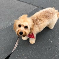 a cut above grooming salon