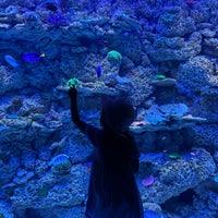 Das Foto wurde bei OdySea Aquarium von Arturo V. am 7/15/2023 aufgenommen