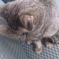 Klinik Veterinar Dungun Pet Service