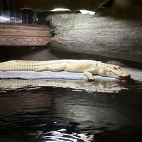 Photo taken at Wonders of Wildlife by Madster on 5/27/2024