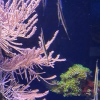 Foto diambil di Birch Aquarium oleh Laurency W. pada 4/24/2024