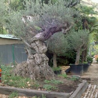 Photo taken at jardineria santacreu by Diògenes d. on 10/19/2012