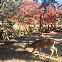 Photo taken at Nara Park by ぱんぱんだ on 12/8/2018