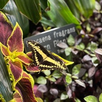 Photo taken at Butterflies and Plants - Partners in Evolution by Kia Y. on 6/4/2022