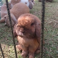 à¸Ÿà¸²à¸£ à¸¡à¸à¸£à¸°à¸• à¸²à¸¢à¸®à¸­à¸¥à¹à¸¥à¸™à¸