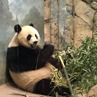 Снимок сделан в Smithsonian’s National Zoo пользователем Cat L. 5/27/2016