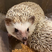 Photo taken at Hedgehog Cafe HARRY by hideo54 on 8/5/2023