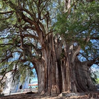 Review Árbol del Tule