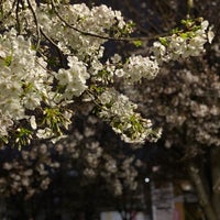 Photo taken at 染井よしの桜の里公園 by González S. on 3/21/2023