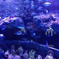 รูปภาพถ่ายที่ Antalya Aquarium โดย Алина И. เมื่อ 5/8/2013