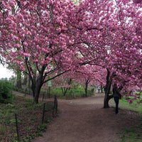 Photo taken at Central Park Cherry Blossoms by Karen B. on 4/28/2013