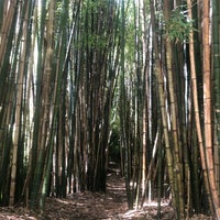 Photo taken at Bamboo Forest by Sofia G. on 5/20/2019