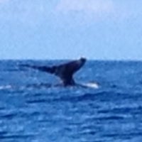 Photo taken at Ultimate Whale Watch by Kris on 12/18/2013