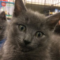 Petsmart Pet Store In Wyomissing