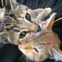 Petsmart Pet Store In Wyomissing