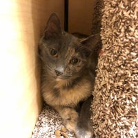 Petsmart Pet Store In Wyomissing