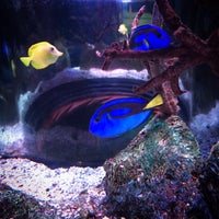 11/6/2016에 Kim님이 Sea Life Aquarium에서 찍은 사진