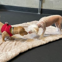 Photo taken at Ahimsa Dog Training by Whitney P. on 5/6/2023