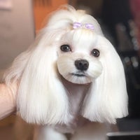 loulou pet shop pet kuaforu yenisehir mahallesi caglayan sokak kotil sitesi no 15 b atasehir