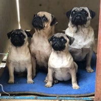 Kaptan Petshop New Antalya Kepez