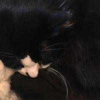 浅草橋猫カフェ Kei S ケイズ 台東区 Da Kafe
