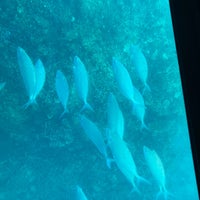 竹富島グラスボート 竹富