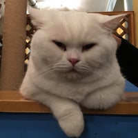 Chat Mallows Cafe 8 Tips