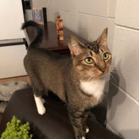 Photo taken at Eat, Purr, Love Cat Café by A A. on 8/19/2018