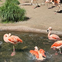 Photo taken at Woodland Park Zoo by Svjetlana C. on 5/20/2024