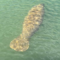 Foto tirada no(a) Manatee Viewing Center por Steven M. em 1/3/2024