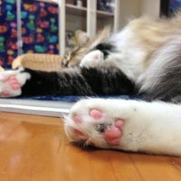 ネコカフェ 猫の部屋 Pet Store ネコカフェ 猫の部屋 Pet Store