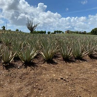 Photo taken at Aloe Vera Plantation. by Dominik S. on 11/4/2019