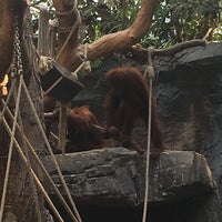 Orang Utan Haus Stellingen 213 Visitors