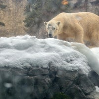 Photo taken at Asahiyama Zoo by Hel L. on 3/12/2024