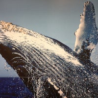 4/24/2013 tarihinde Igor R.ziyaretçi tarafından Pacific Whale Foundation'de çekilen fotoğraf
