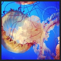 Photo taken at Ripley&amp;#39;s Aquarium of the Smokies by Shelley A. on 12/18/2012