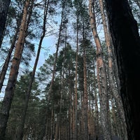 Лыжная база Сосенка Псков