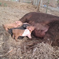 7/1/2013 tarihinde Teresa W.ziyaretçi tarafından Lahaina Animal Farm'de çekilen fotoğraf