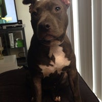 vca pines west animal hospital