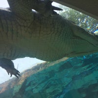 Das Foto wurde bei Crocosaurus Cove von Cheryl M. am 12/21/2016 aufgenommen