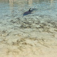 รูปภาพถ่ายที่ Dolphin Bay โดย Alphan C. เมื่อ 4/6/2024