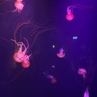 Foto tomada en The Lost Chambers Aquarium  por Alphan C. el 4/6/2024