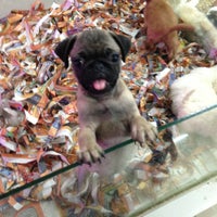 My Pet Shop Mersin De Evcil Hayvan Magazasi