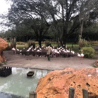 Photo taken at Animal Kingdom Lodge Flamingo Pool by Mark B. on 2/8/2022