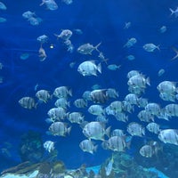 Photo taken at The Seas with Nemo &amp; Friends by Mark B. on 3/8/2024