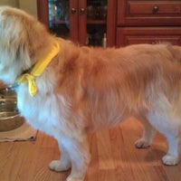 vca winchester animal hospital