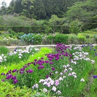 花の郷 滝谷花しょうぶ園 宇陀市 奈良県