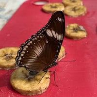 Photo taken at Butterfly Park &amp;amp; Insect Kingdom by Adam R. on 3/19/2019